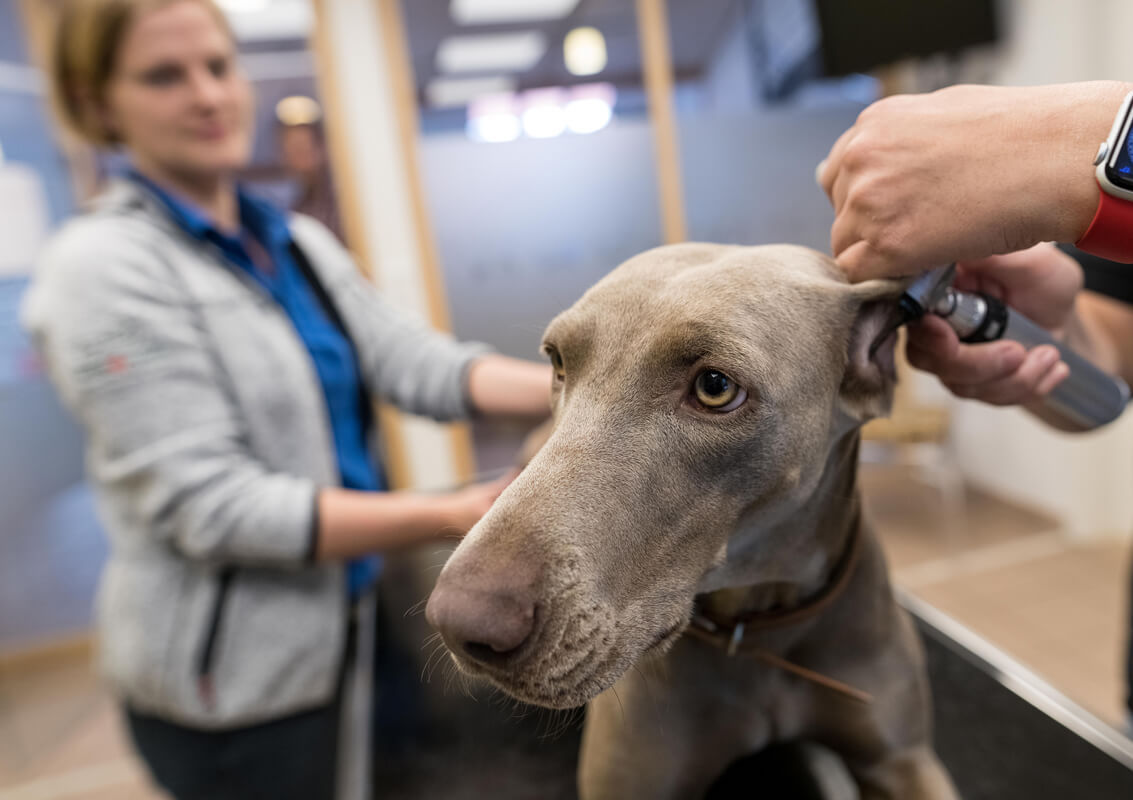 Beitrag_Tierarzt_06a